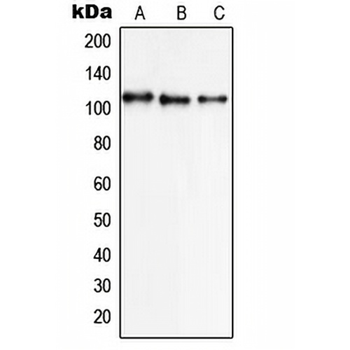 NCX1 Rabbit Polyclonal Antibody