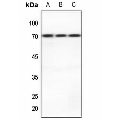 MCT8 Rabbit Polyclonal Antibody