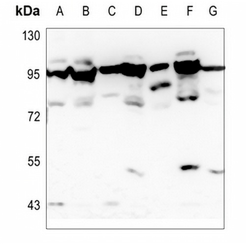 OATP1 Rabbit Polyclonal Antibody