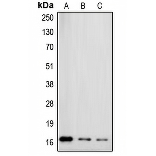Gamma-synuclein Rabbit Polyclonal Antibody