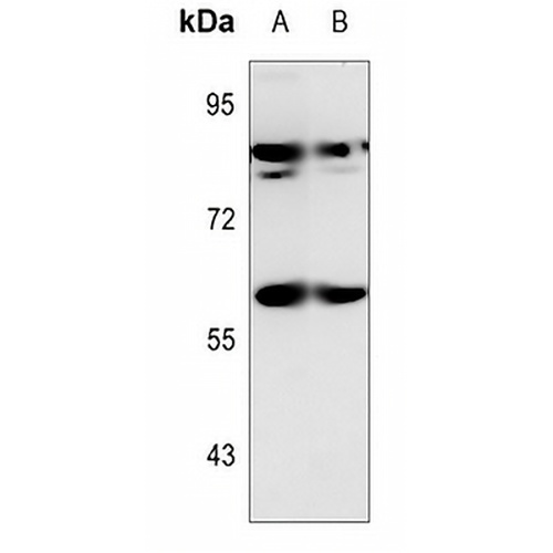 SNX1 Rabbit Polyclonal Antibody