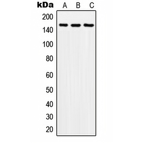 SOS2 Rabbit Polyclonal Antibody
