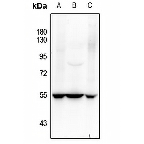 SOX9 (Phospho-S181) Rabbit Polyclonal Antibody