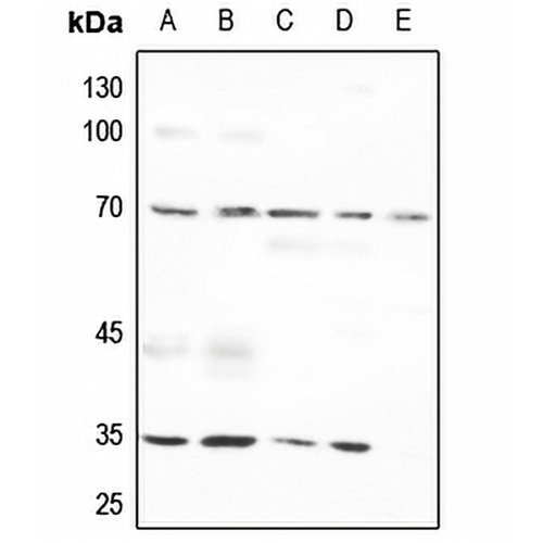 Osteopontin Rabbit Polyclonal Antibody