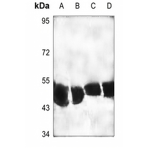 SRF Rabbit Polyclonal Antibody