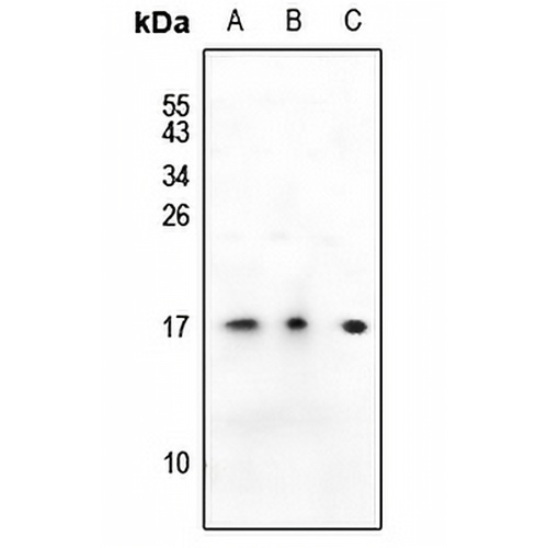 SSBP1 Rabbit Polyclonal Antibody
