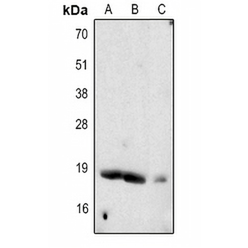 Somatostatin Rabbit Polyclonal Antibody