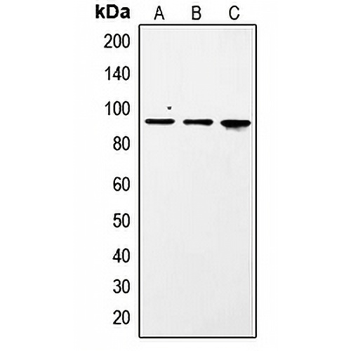 STAT1 (Phospho-S727) Rabbit Polyclonal Antibody