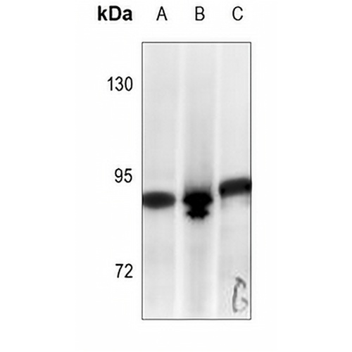 STAT1 Rabbit Polyclonal Antibody