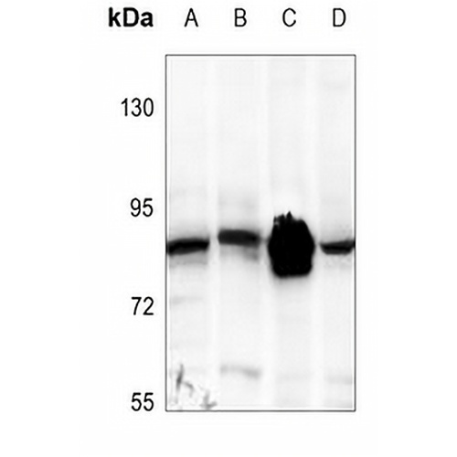 STAT1 Rabbit Polyclonal Antibody
