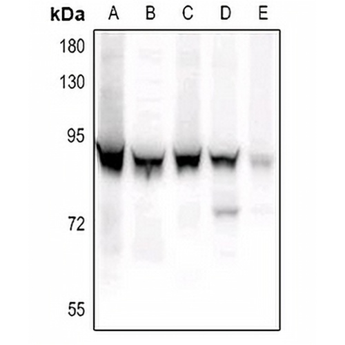 STAT3 (Phospho-S727) Rabbit Polyclonal Antibody
