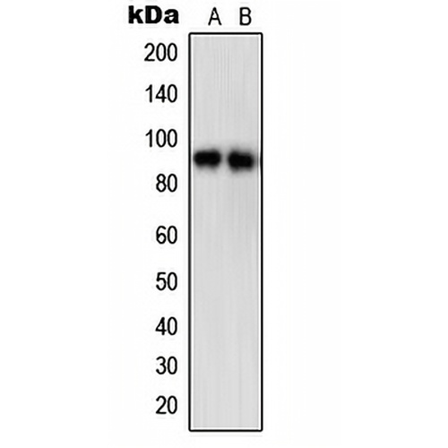 STAT5A (Phospho-S780) Rabbit Polyclonal Antibody