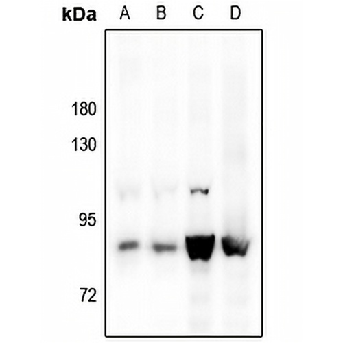 STAT5A Rabbit Polyclonal Antibody