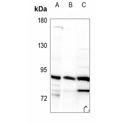 STAT5A Rabbit Polyclonal Antibody