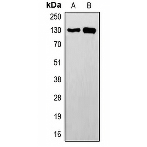 LOK Rabbit Polyclonal Antibody