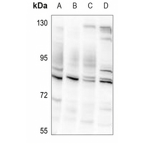 Striatin Rabbit Polyclonal Antibody