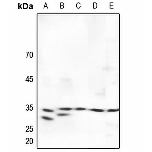 SURF1 Rabbit Polyclonal Antibody