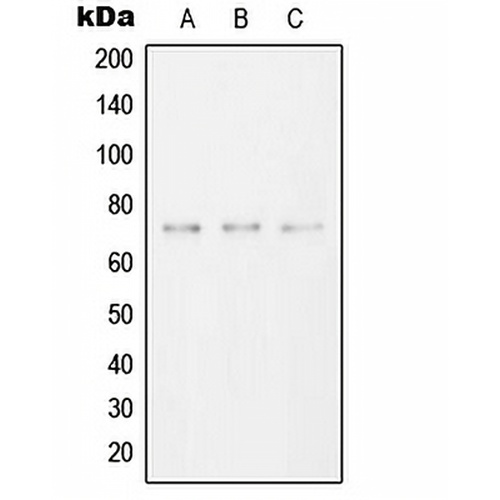 SYK Rabbit Polyclonal Antibody