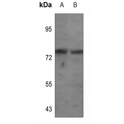 Synapsin 1 (Phospho-S62) Rabbit Polyclonal Antibody
