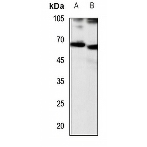 CD156b Rabbit Polyclonal Antibody