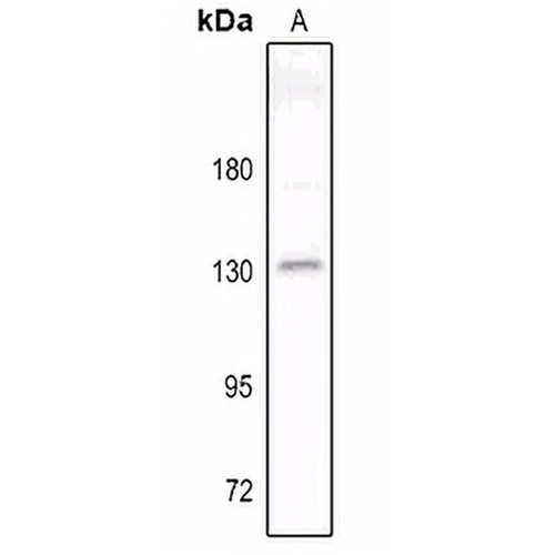 Contactin 2 Rabbit Polyclonal Antibody