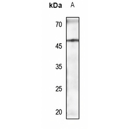 TAZ Rabbit Polyclonal Antibody