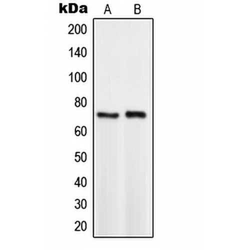 TCF3 Rabbit Polyclonal Antibody