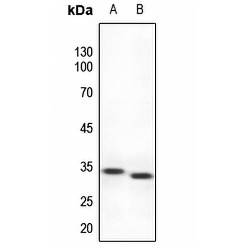 TCFL4 Rabbit Polyclonal Antibody