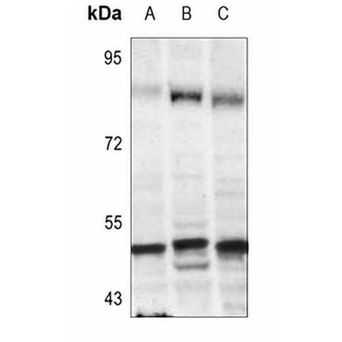 TFDP1 Rabbit Polyclonal Antibody