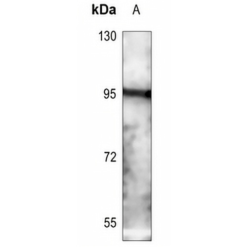 CD71 Rabbit Polyclonal Antibody