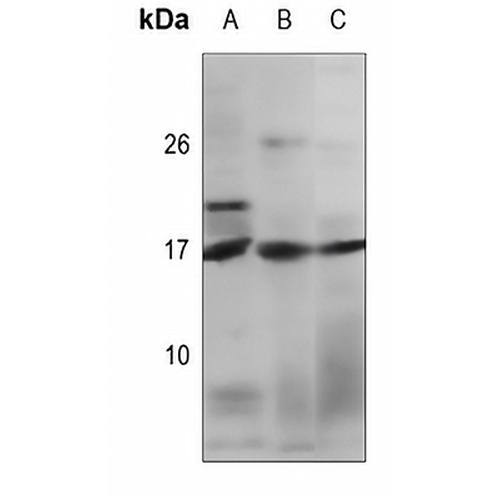 TGF alpha Rabbit Polyclonal Antibody