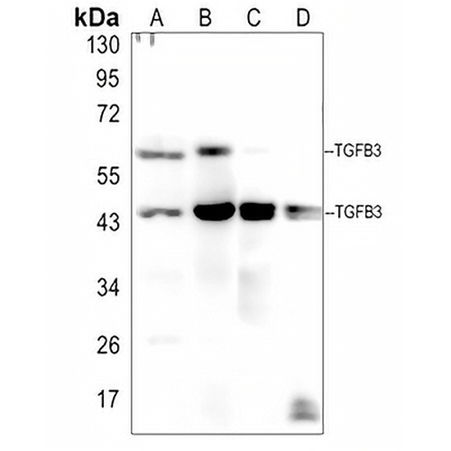TGF beta 3 Rabbit Polyclonal Antibody