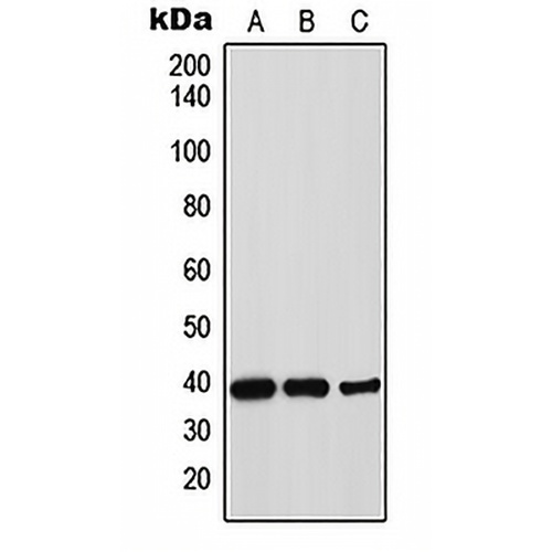 Thrombopoietin Rabbit Polyclonal Antibody