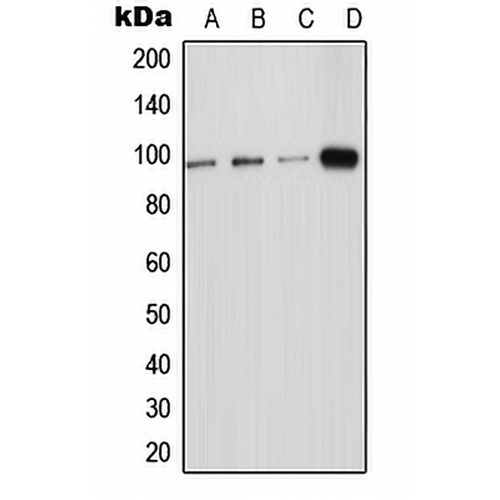 ICAM-5 Rabbit Polyclonal Antibody