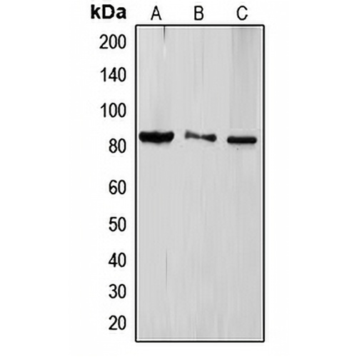 TLE4 Rabbit Polyclonal Antibody