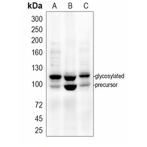 CD284 Rabbit Polyclonal Antibody