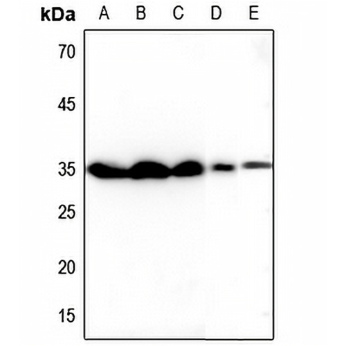 Tetraspanin 8 Rabbit Polyclonal Antibody
