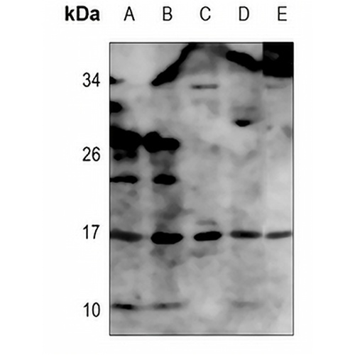 TNF alpha Rabbit Polyclonal Antibody