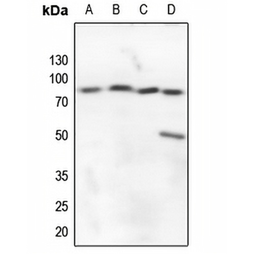 A20 Rabbit Polyclonal Antibody