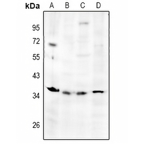 TSG6 Rabbit Polyclonal Antibody