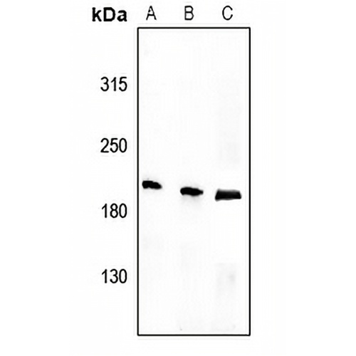 Tensin 1 (Phospho-Y1326) Rabbit Polyclonal Antibody