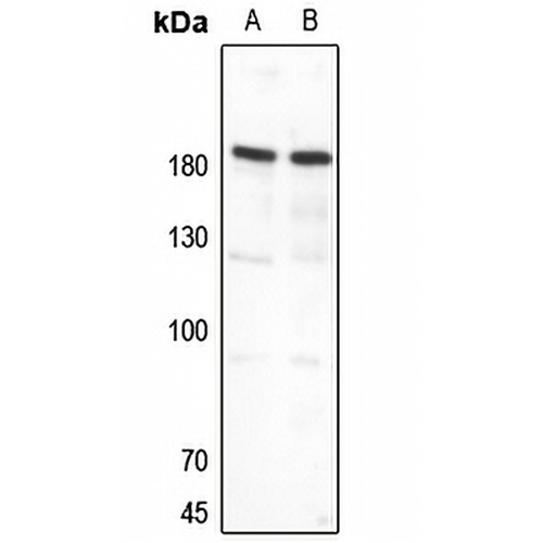 Topoisomerase 2 alpha Rabbit Polyclonal Antibody