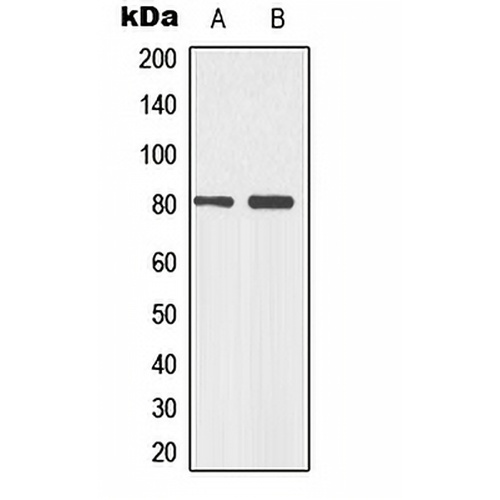 p73 (Phospho-Y99) Rabbit Polyclonal Antibody