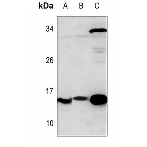 Thioredoxin 1 Rabbit Polyclonal Antibody