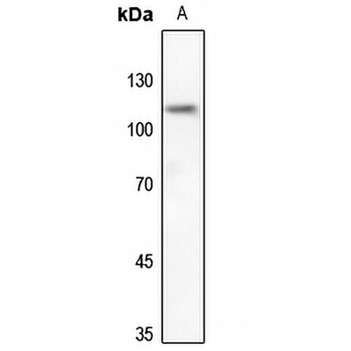 UBA7 Rabbit Polyclonal Antibody