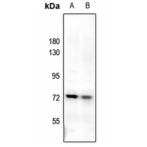Uromodulin Rabbit Polyclonal Antibody