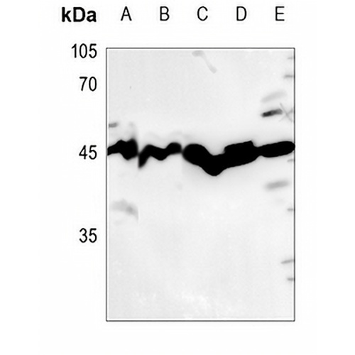 USF2 Rabbit Polyclonal Antibody