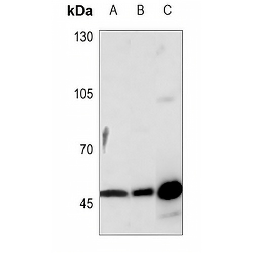 VASP Rabbit Polyclonal Antibody