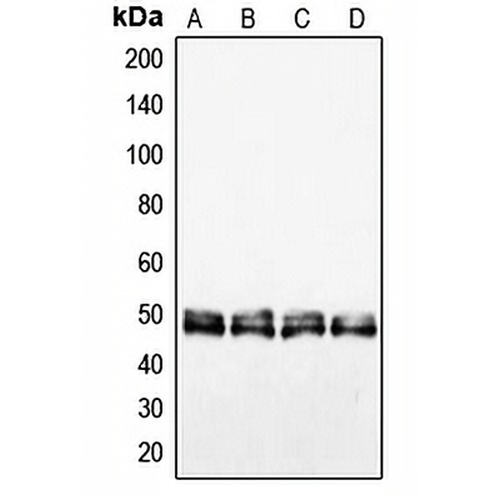 VASP Rabbit Polyclonal Antibody