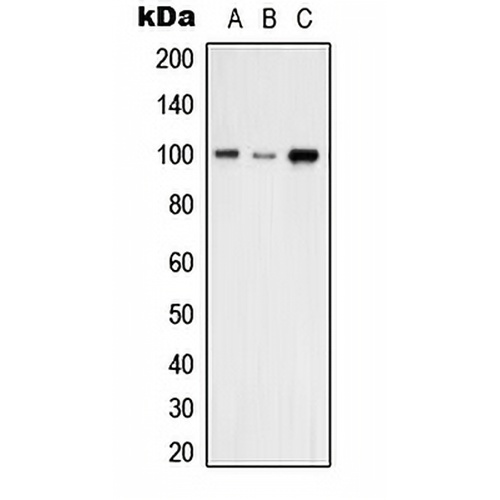VAV2 Rabbit Polyclonal Antibody